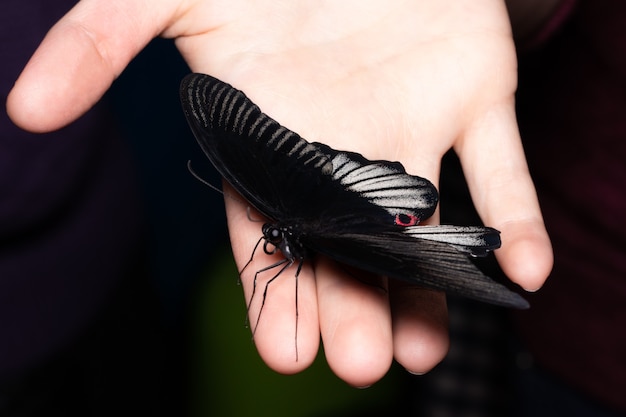 Gros papillon sur la main de la femme.