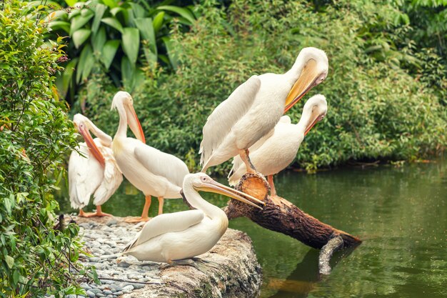 Gros pélicans blancs se reposant sur la rive du lac