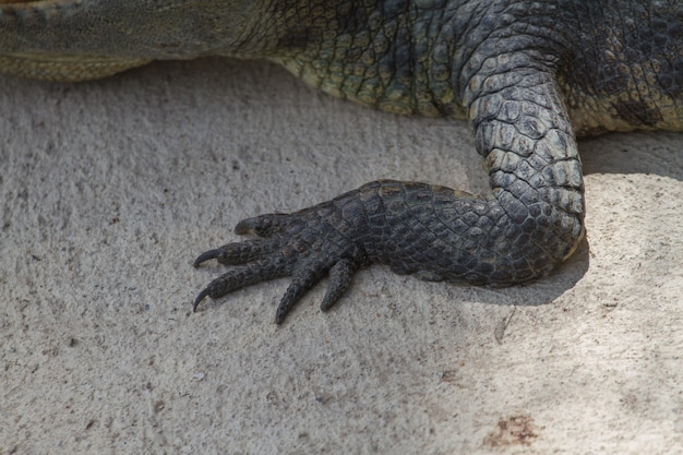 Gros pied de crocodile siamois