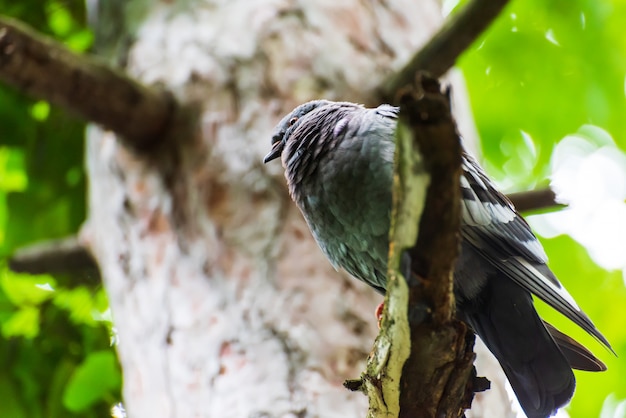 Gros pigeon sur une branche d'arbre