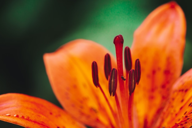 Gros pistil et étamines de fleurs de lys en macro.