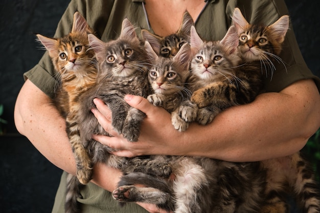 Gros plan sur 6 chatons Maine Coon âgés de deux mois dans des mains féminines attentionnées
