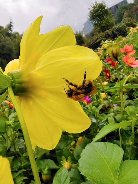 Gros plan d'une abeille accrochée aux pétales d'une fleur jaune L'arrière-plan est flou