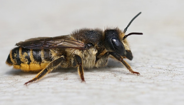 Gros plan d'une abeille baguée femelle , Megachile ericetorum reposant o