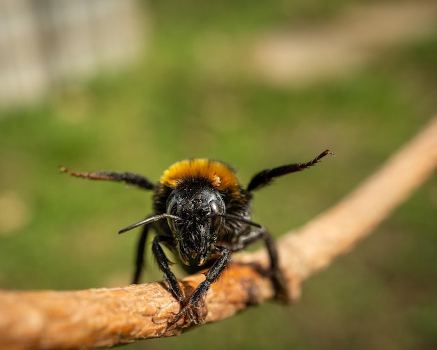 Gros plan d'une abeille sur une branche d'arbre avec une surface floue