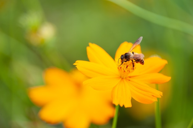 Photo gros plan abeille sur cosmos jaune avec fond vert