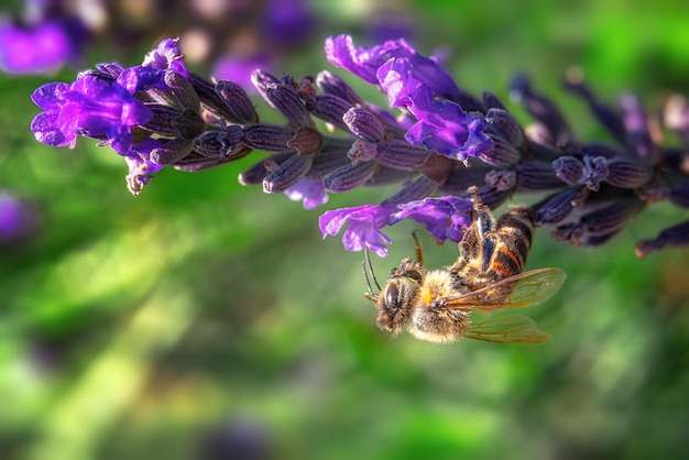 Gros plan d'une abeille à l'envers pollinisant une fleur de lavande sur un arrière-plan flou flou