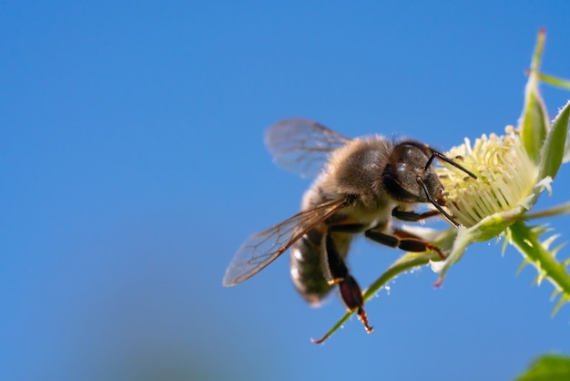 Gros plan d'une abeille sur fleur jaune