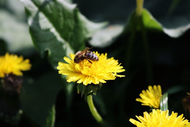 Un gros plan d'une abeille sur une fleur