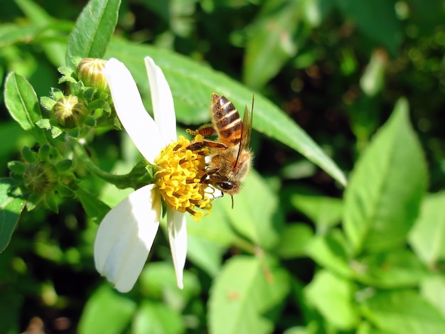 Photo un gros plan d'une abeille à miel orientale (apis cerana) sur une fleur de beggarticks (bidens pilosa)