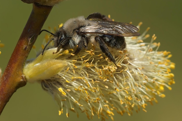 Gros plan d'une abeille minière à dos gris femelle, Andrena vaga collectant du pollen de saule de chèvre, Salix caprea