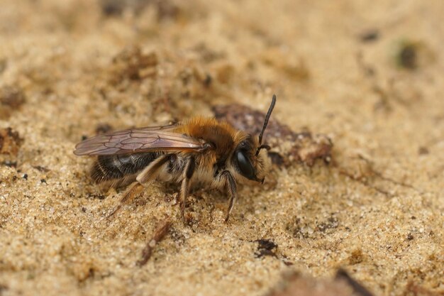 Gros plan sur une abeille minière femelle fraîchement émergée, Andrena barbilabris, assise dans le sable