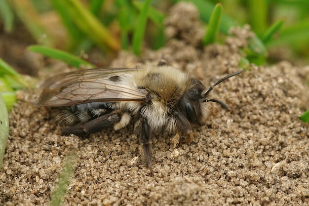 Gros plan d'une abeille minière grise femelle sur le terrain