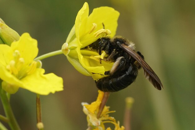 Gros plan de l'abeille minière noire, Andrena pilipes sur un fl jaune