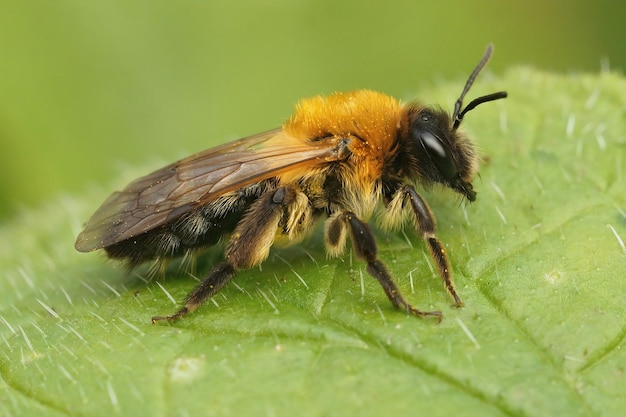 En gros plan, une abeille minière à taches grises, Andrena nitida, assise sur une feuille verte