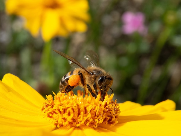 Gros plan abeille pollinisant fleur jaune dans un beau jardin