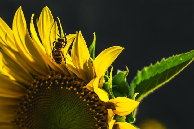 Photo un gros plan de l'abeille pollinisatrice sur le tournesol.