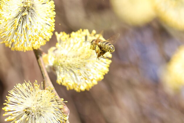 Photo un gros plan de l'abeille qui bourdonne au-dessus d'une fleur jaune