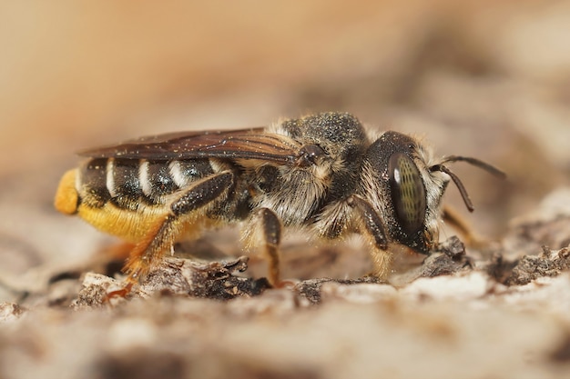 Gros plan d'une abeille xylophage méditerranéenne sur un flou