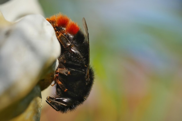 Photo un gros plan de l'abeille