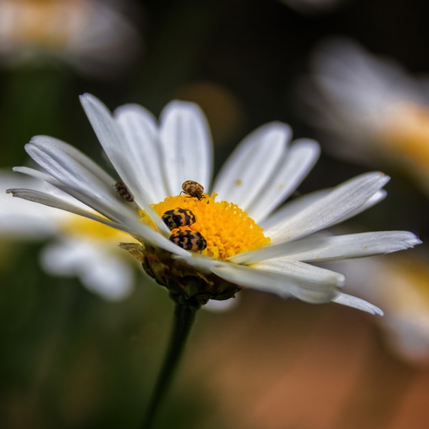 Gros plan des abeilles sur une fleur de camomille en fleurs