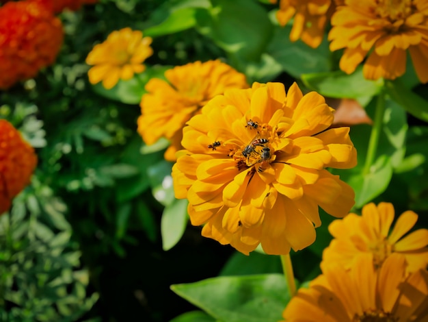 Gros plan abeilles sur une fleur de souci avec mise au point sélective