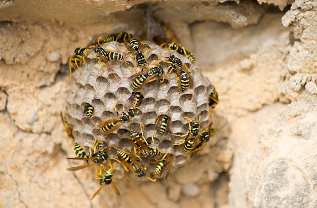 Gros plan des abeilles sur un grand nid de guêpes en papier sous la lumière du soleil