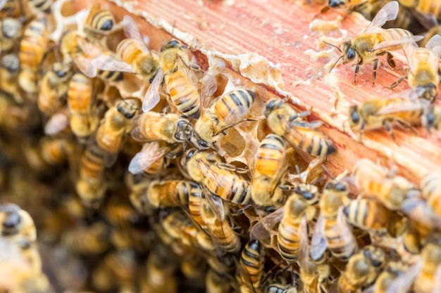 Gros plan des abeilles ouvrières sur la ruche