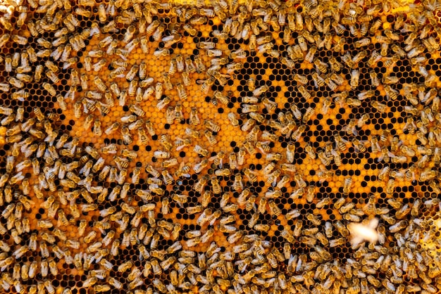 Gros plan sur les abeilles qui travaillent sur le nid d'abeilles avec du miel sucré