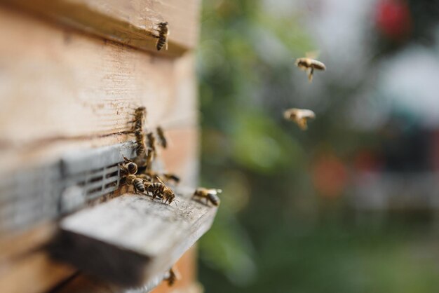 Gros plan d'abeilles volantes Ruche en bois et abeilles