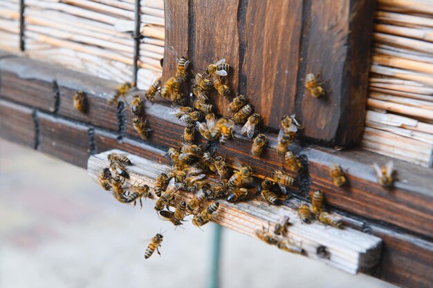 Gros plan d'abeilles volantes Ruche en bois et abeilles