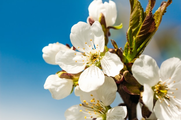 Gros plan abricot fleur blanche