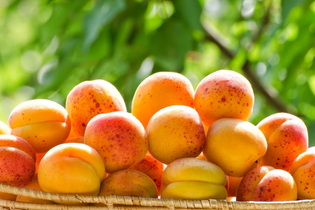 Gros plan, abricots, vert, branches