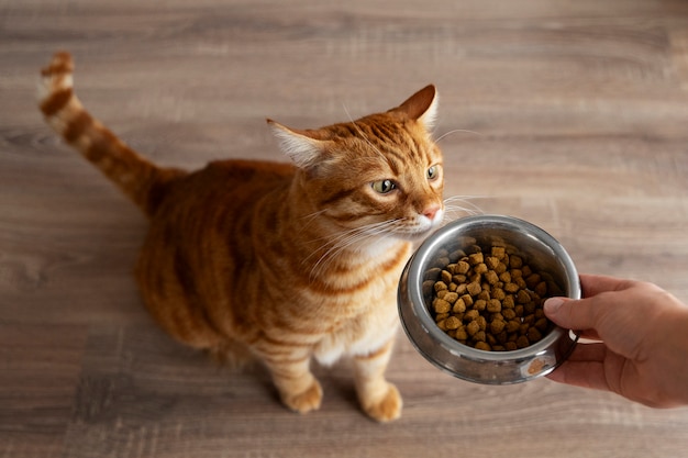 Photo en gros plan sur l'adorable animal de compagnie qui mange