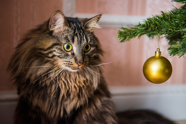 Gros plan d'un adorable chat à l'écart