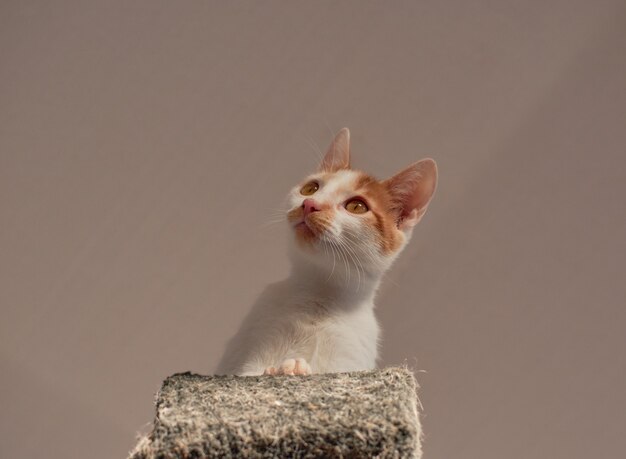 Un gros plan d'un adorable chaton blanc et gingembre d'en bas