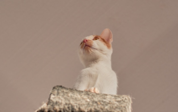 Un gros plan d'un adorable chaton blanc et gingembre d'en bas