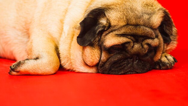 Gros plan d'un adorable chien carlin avec une fourrure lisse allongé sur fond rouge en studio regardant la caméra