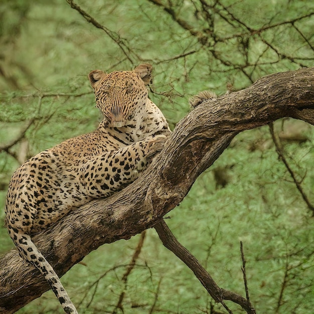 Photo un gros plan d'un adorable léopard allongé sur l'arbre