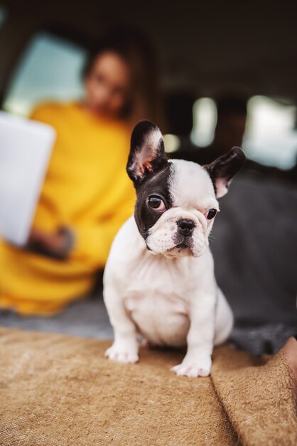 Gros Plan D'adorable Petit Chien Mignon à La Recherche