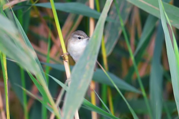 Gros plan d'un adulte La paruline des rizières (Acrocephalus agricola) est assise sur un roseau dans la douce lumière du matin.