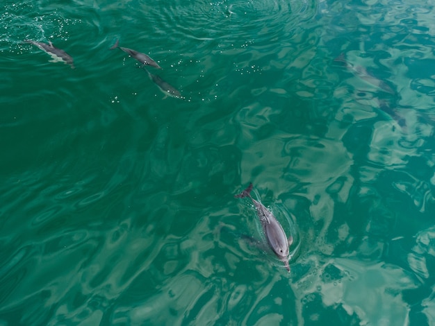 Gros plan aérien d'un groupe de dauphins nageant dans la mer