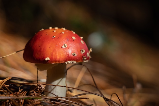 Gros plan sur l'agaric de mouche des champignons en arrière-plan de la forêt d'automne. Amanita muscaria rouge toxique et hallucinogène.