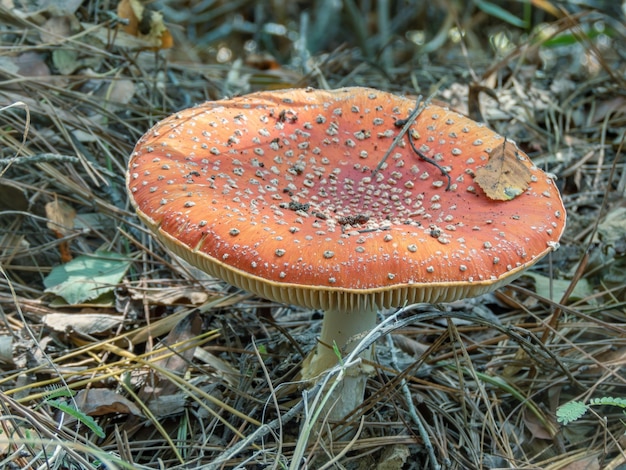 Un gros plan d'agaric tue-mouche sur la forêt de pins