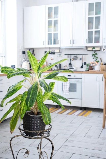 Gros plan d'Aglaonema à l'intérieur de la cuisine sur le stand Plante d'intérieur Culture et entretien des plantes d'intérieur vert homex9