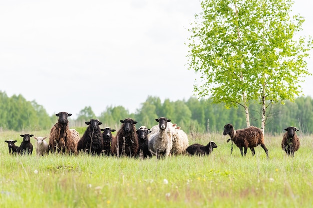 Gros plan sur les agneaux et les moutons dans l'herbe