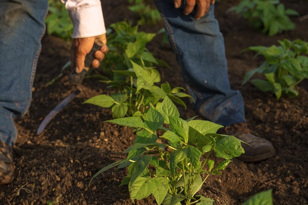 Un gros plan d'un agriculteur hispanique cultivant des légumes sur sa plantation au Mexique