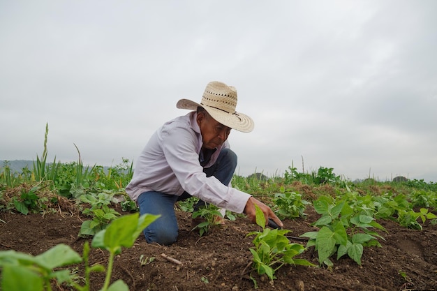 Un gros plan d'un agriculteur hispanique sur sa plantation au Mexique