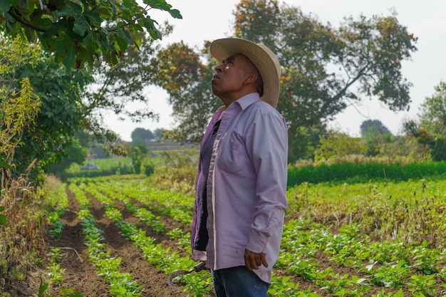 Un gros plan d'un agriculteur hispanique sur sa plantation au Mexique