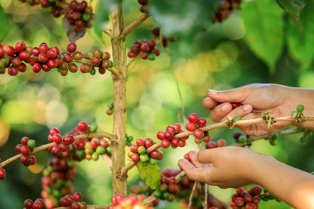 Gros plan agriculteur Mains récolte grain de café mûr Baies rouges plantent des graines fraîches caféier croissance dans une ferme biologique à Chiang Rai Thaïlande